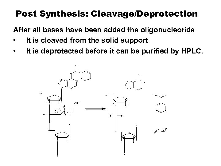 Post Synthesis: Cleavage/Deprotection After all bases have been added the oligonucleotide • It is