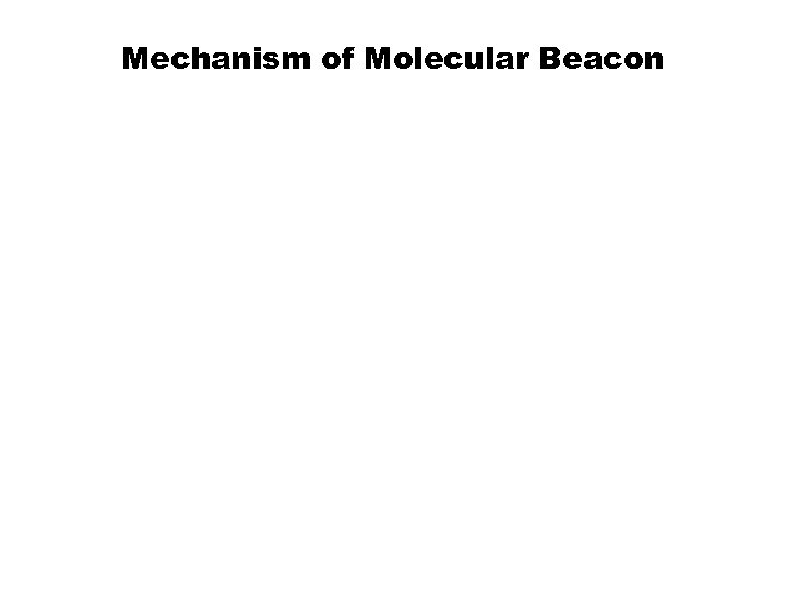 Mechanism of Molecular Beacon 