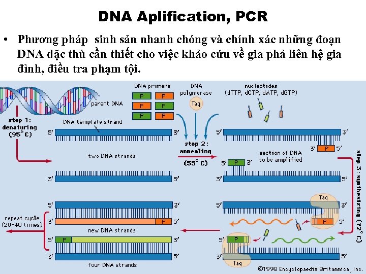 DNA Aplification, PCR • Phương pháp sinh sản nhanh chóng và chính xác những