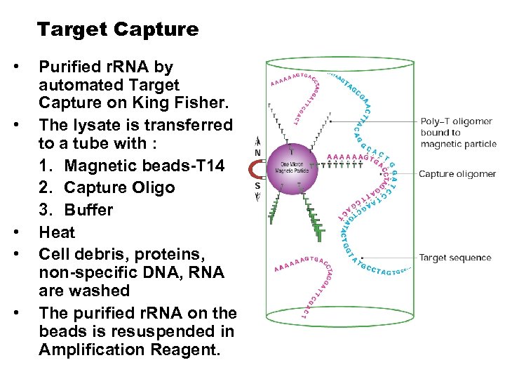 Target Capture • • • Purified r. RNA by automated Target Capture on King