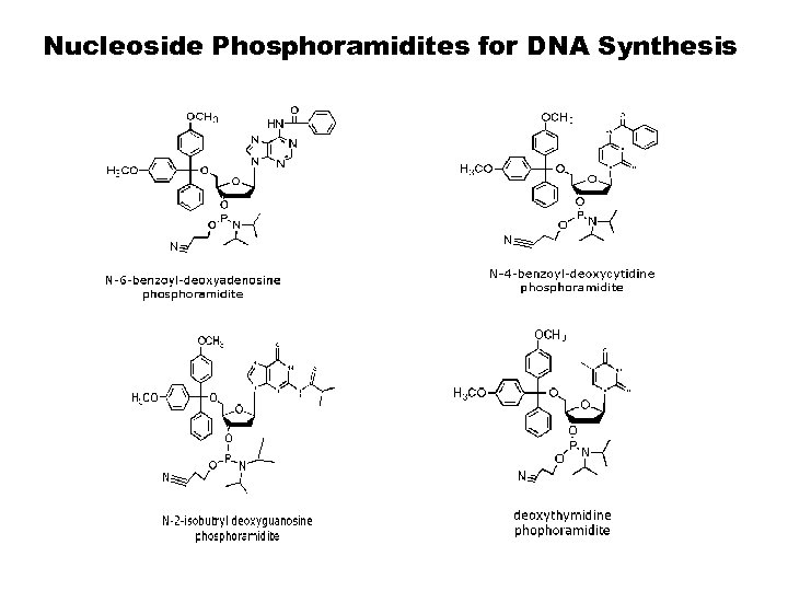 Nucleoside Phosphoramidites for DNA Synthesis 