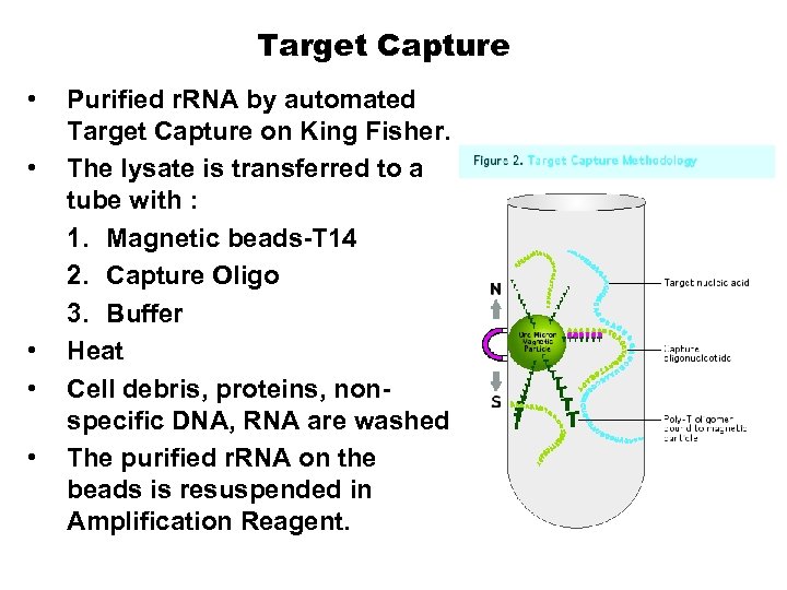 Target Capture • • • Purified r. RNA by automated Target Capture on King