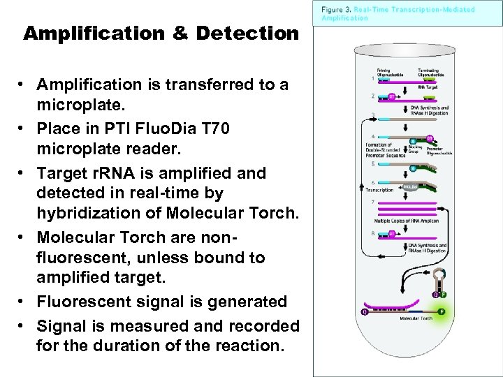 Amplification & Detection • Amplification is transferred to a microplate. • Place in PTI