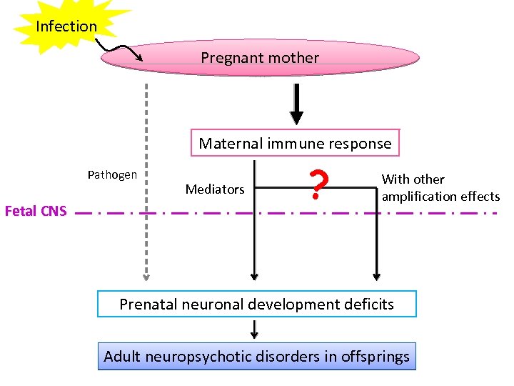 Infection Pregnant mother Maternal immune response Pathogen Fetal CNS Mediators ? With other amplification