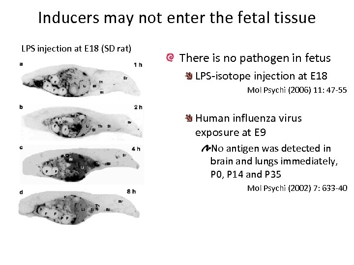 Inducers may not enter the fetal tissue LPS injection at E 18 (SD rat)