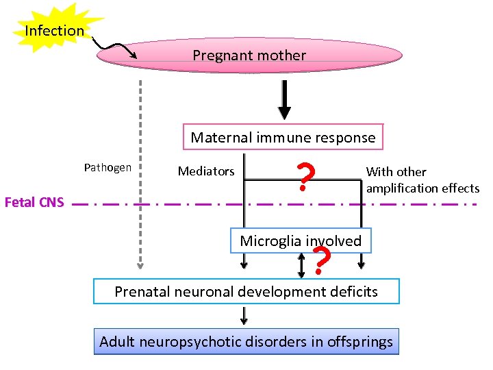 Infection Pregnant mother Maternal immune response Pathogen Fetal CNS Mediators ? With other amplification