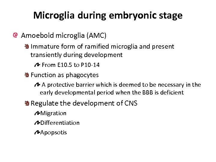 Microglia during embryonic stage Amoeboid microglia (AMC) Immature form of ramified microglia and present