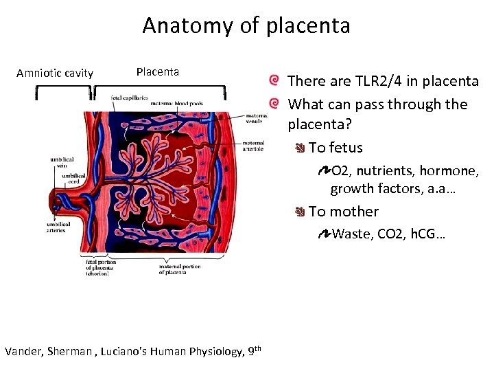 Anatomy of placenta Amniotic cavity Placenta There are TLR 2/4 in placenta What can