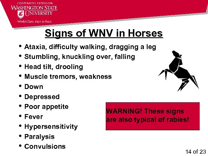 Signs of WNV in Horses • Ataxia, difficulty walking, dragging a leg • Stumbling,
