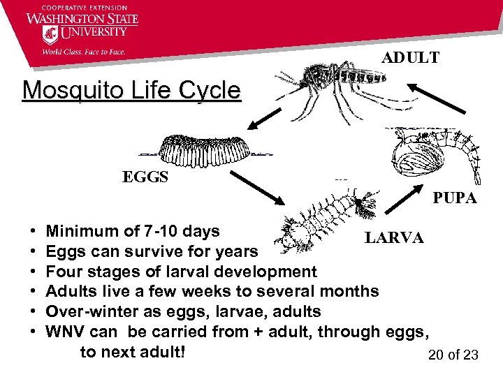 ADULT Mosquito Life Cycle EGGS PUPA • • • Minimum of 7 -10 days