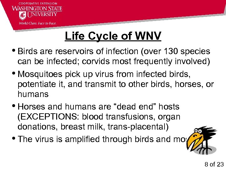 Life Cycle of WNV • Birds are reservoirs of infection (over 130 species can