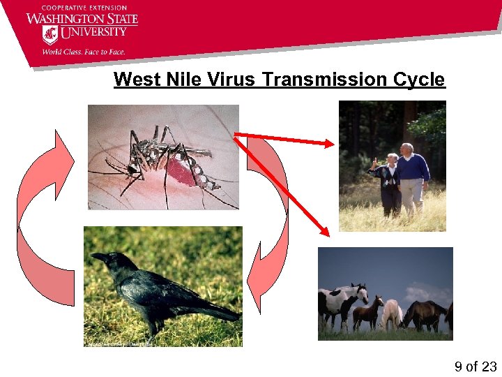 West Nile Virus Transmission Cycle 9 of 23 