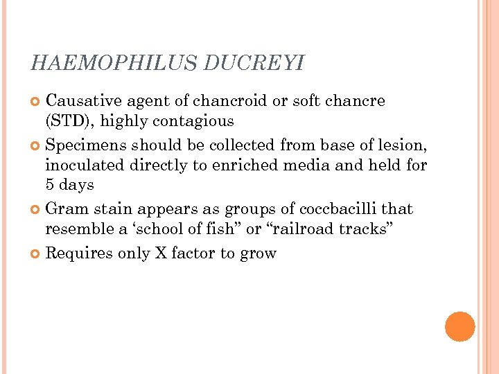 HAEMOPHILUS DUCREYI Causative agent of chancroid or soft chancre (STD), highly contagious Specimens should