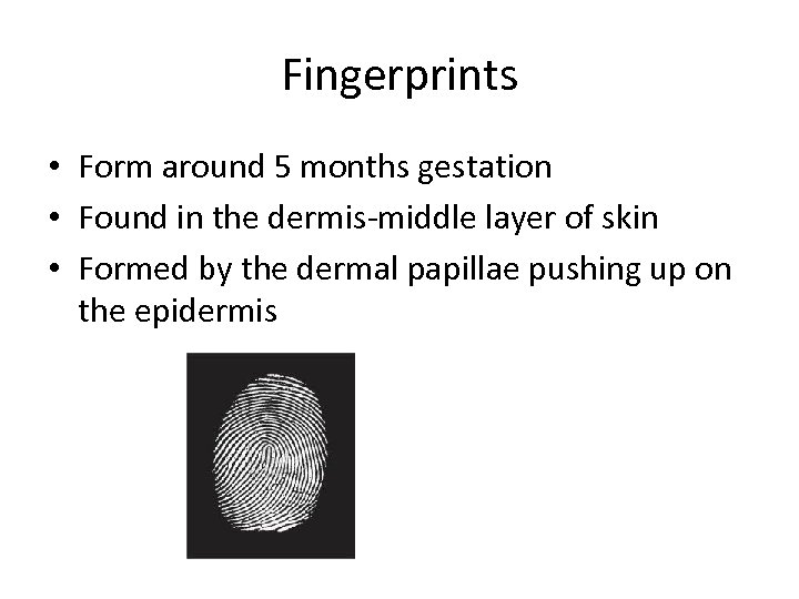 Fingerprints • Form around 5 months gestation • Found in the dermis-middle layer of