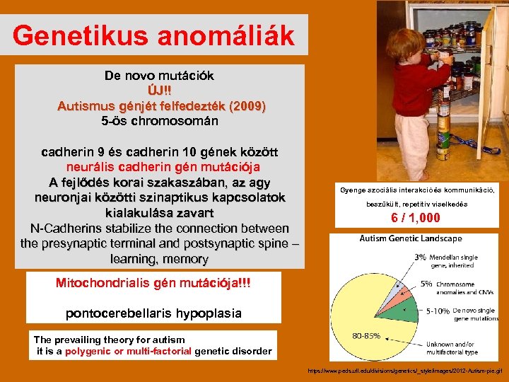 Genetikus anomáliák De novo mutációk ÚJ!! Autismus génjét felfedezték (2009) 5 -ös chromosomán cadherin