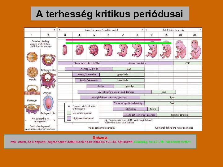 A terhesség kritikus periódusai Rubeola szív, szem, és k özponti idegrendszeri defektusok ha az