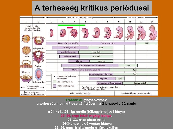 A terhesség kritikus periódusai Thalidomide gyógyszerszedés a terhesség meghatározott 2 hetében: a 21. naptól