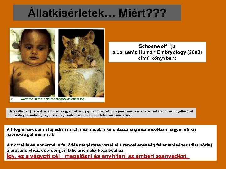 Állatkisérletek… Miért? ? ? Schoenwolf írja a Larsen’s Human Embryology (2008) című könyvben: www.