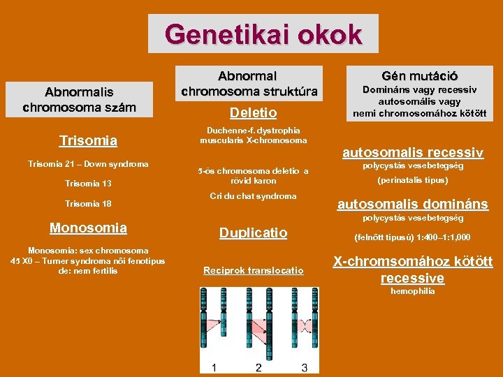 Genetikai okok Abnormalis chromosoma szám Trisomia 21 – Down syndroma Trisomia 13 Trisomia 18