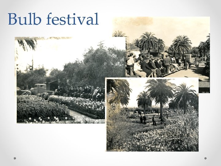 Bulb festival 