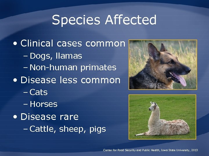 Species Affected • Clinical cases common – Dogs, llamas – Non-human primates • Disease