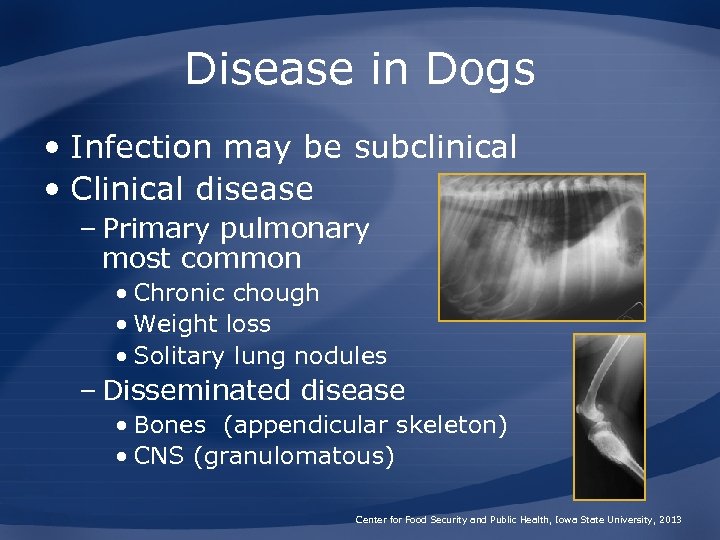 Disease in Dogs • Infection may be subclinical • Clinical disease – Primary pulmonary