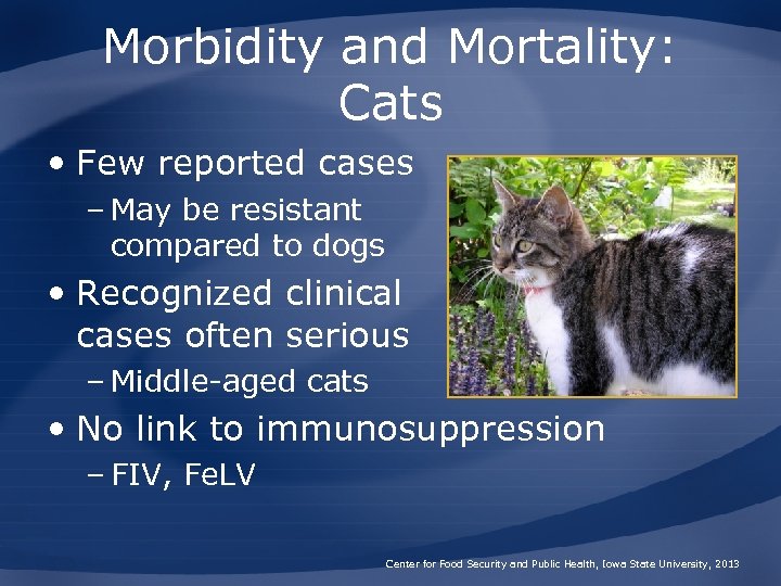 Morbidity and Mortality: Cats • Few reported cases – May be resistant compared to