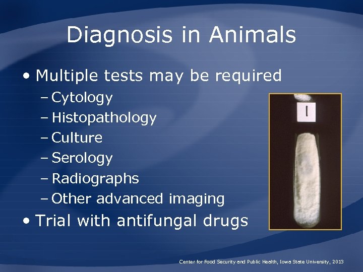 Diagnosis in Animals • Multiple tests may be required – Cytology – Histopathology –