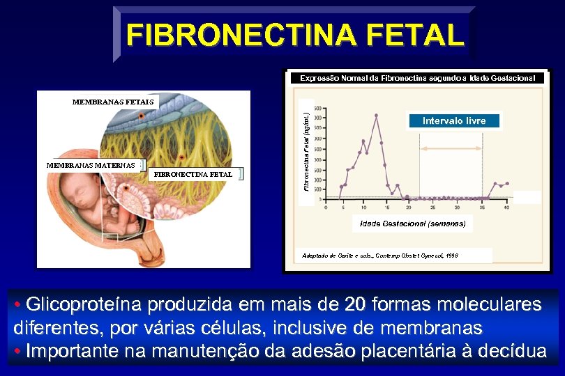 FIBRONECTINA FETAL Expressão Normal da Fibronectina segundo a Idade Gestacional MEMBRANAS MATERNAS FIBRONECTINA FETAL