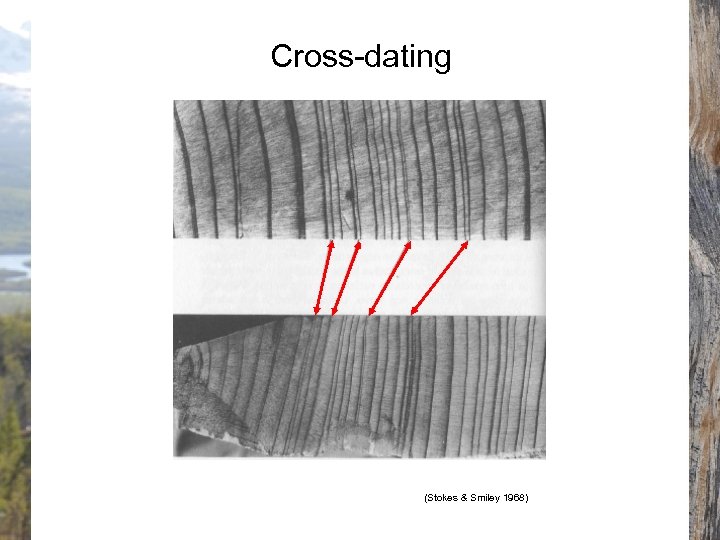 Cross-dating (Stokes & Smiley 1968) 