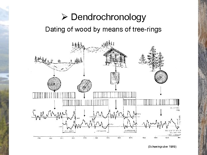 Ø Dendrochronology Dating of wood by means of tree-rings (Schweingruber 1989) 
