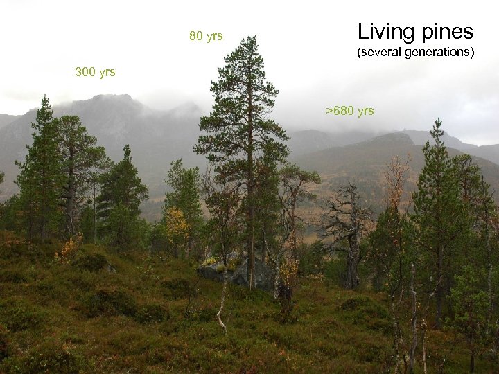 80 yrs Living pines (several generations) 300 yrs >680 yrs 