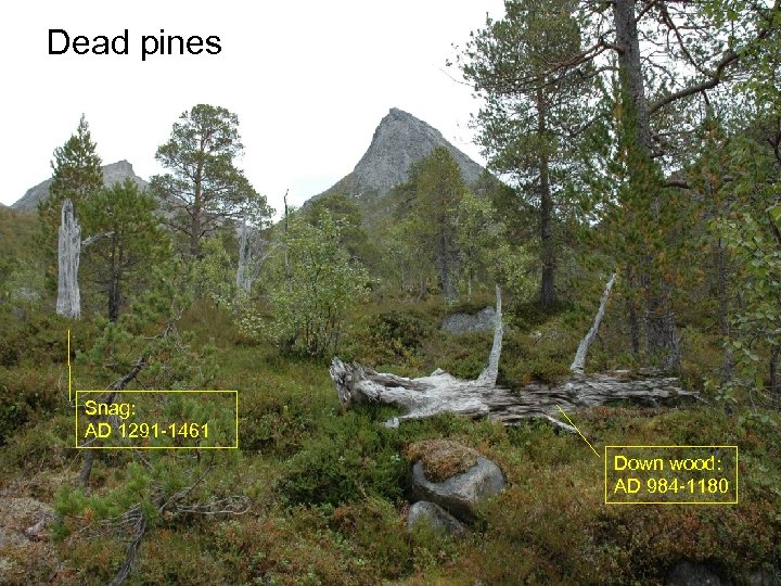 Dead pines Snag: AD 1291 -1461 Down wood: AD 984 -1180 