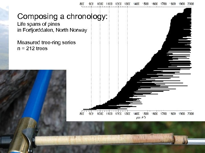 Composing a chronology: Life spans of pines in Forfjorddalen, North Norway Measured tree-ring series