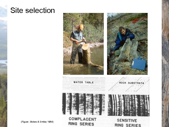 Site selection (Figure: Stokes & Smiley 1968) 