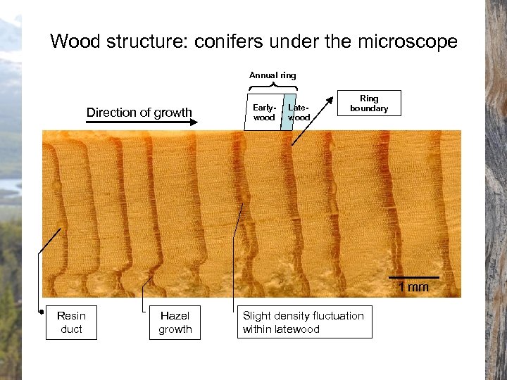 Wood structure: conifers under the microscope Annual ring Direction of growth Earlywood Latewood Ring