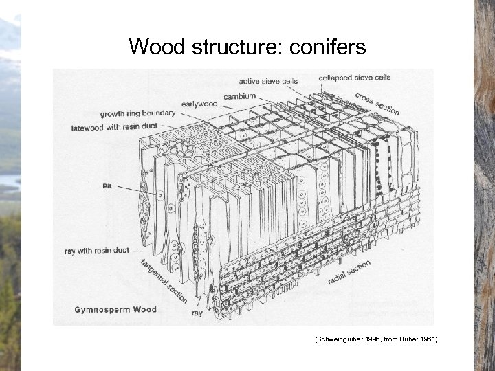 Wood structure: conifers (Schweingruber 1996, from Huber 1961) 