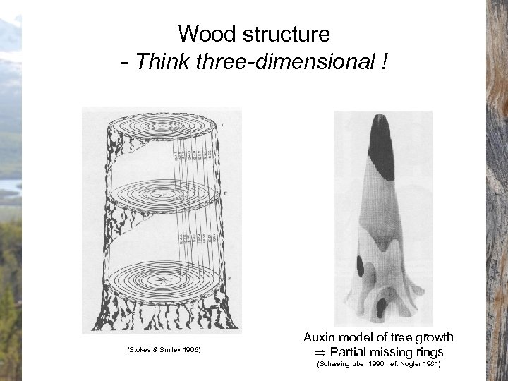 Wood structure - Think three-dimensional ! (Stokes & Smiley 1968) Auxin model of tree
