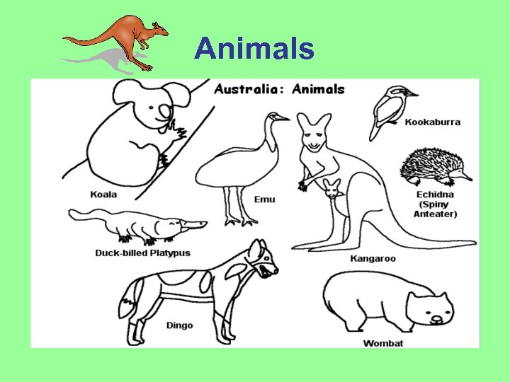 Animals 