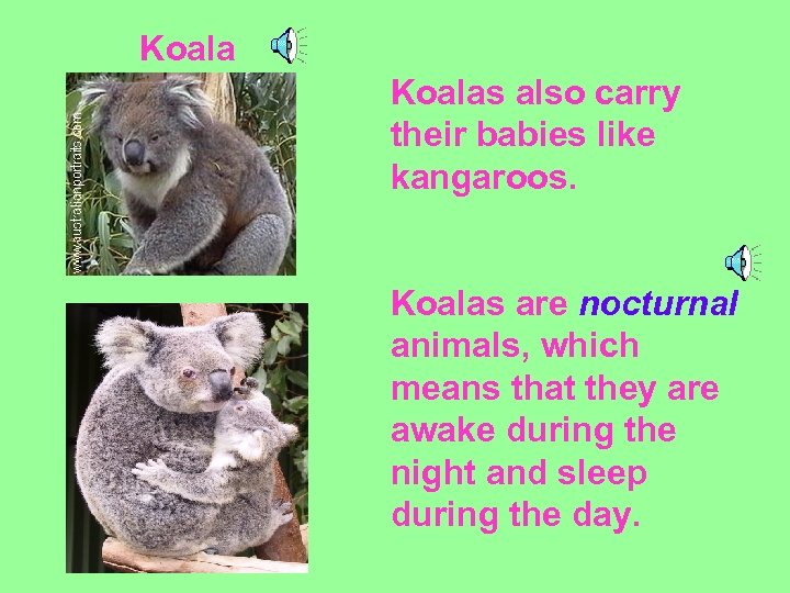 Koalas also carry their babies like kangaroos. Koalas are nocturnal animals, which means that