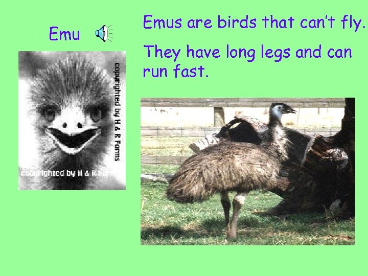 Emu Emus are birds that can’t fly. They have long legs and can run