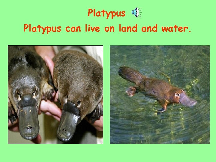 Platypus can live on land water. 
