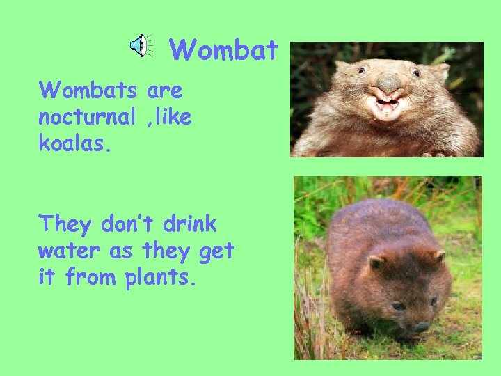 Wombats are nocturnal , like koalas. They don’t drink water as they get it