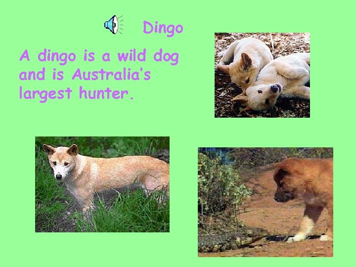Dingo A dingo is a wild dog and is Australia’s largest hunter. 