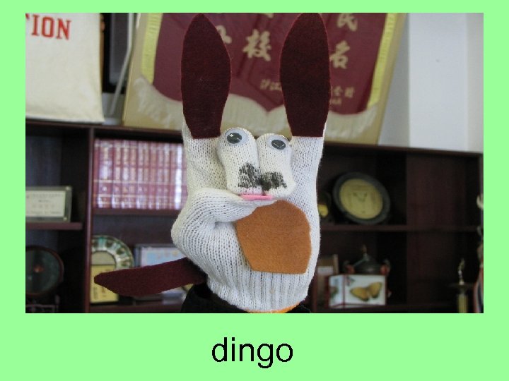 dingo 