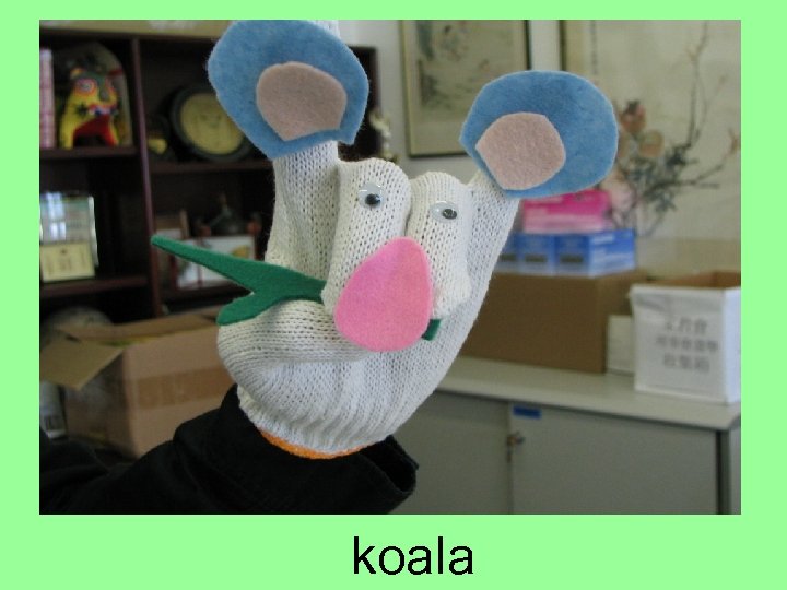koala 