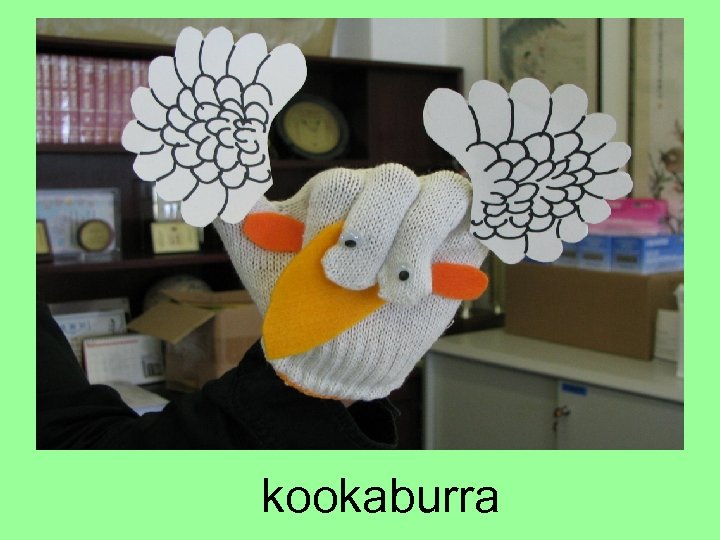 kookaburra 