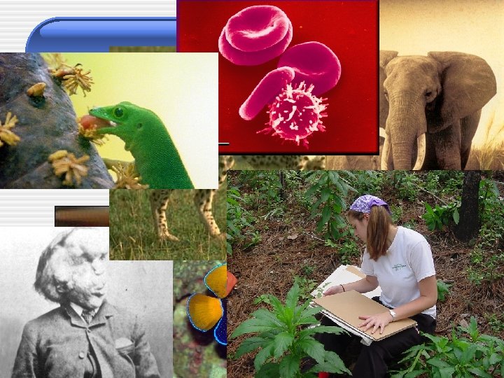 BIOLOGY • The study of living things • Organism: • living thing 