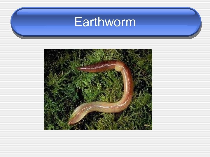 Earthworm 