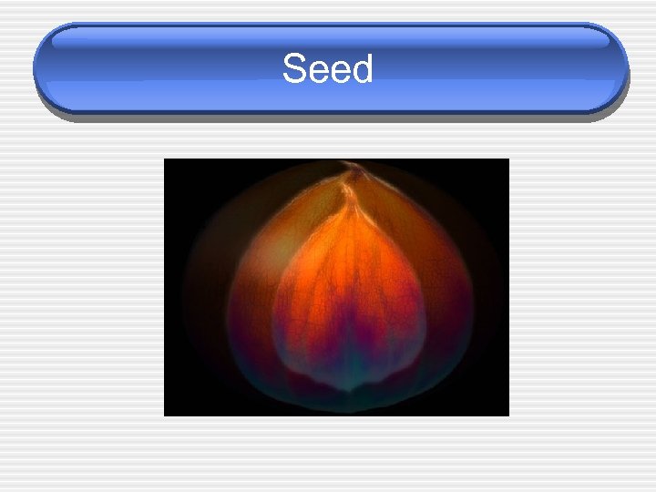 Seed 